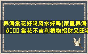 养海棠花好吗风水好吗(家里养海 🐝 棠花不吉利植物招财又旺宅)